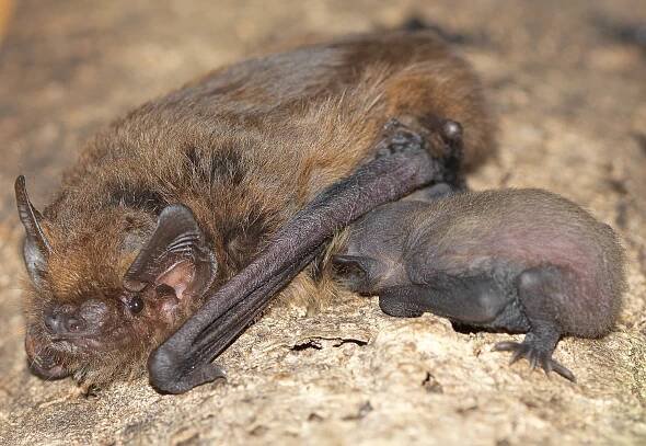 Zwergfledermaus | Fledermausschutz