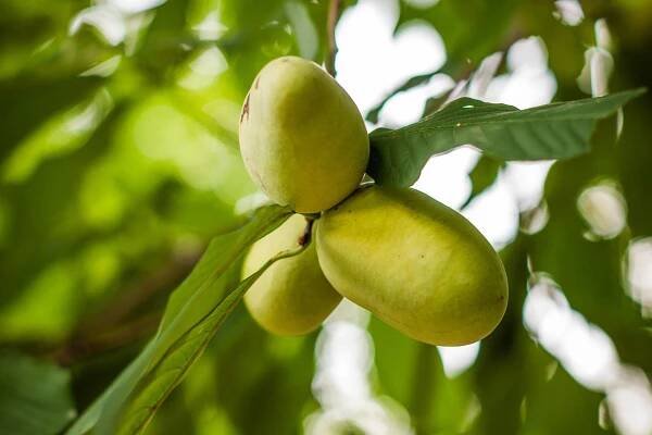 How to Plant and Grow Native Pawpaw Trees