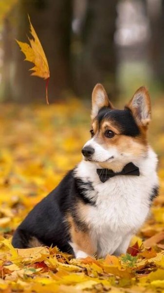 1080x1920 Most Popular Cute Corgi Wallpaper Phone