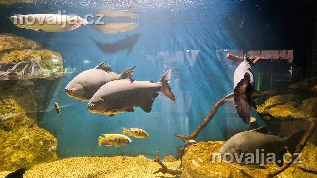 Mořské akvárium Pula, Istrie, Chorvatsko | NOVALJA