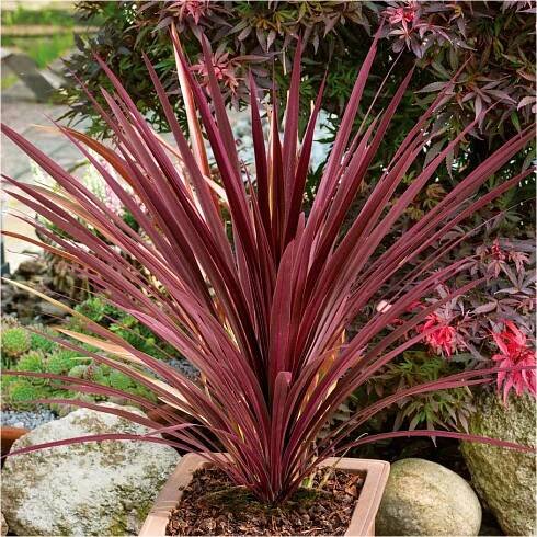 'Red Star' - False Dracaena - Cordyline australis | Proven Winners