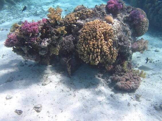 About Sataya Reef - Al Thuraya Red Sea