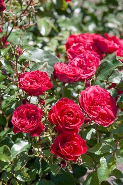 Růže 'Rouge Meilove' ®-stromková - Zahradní centrum 