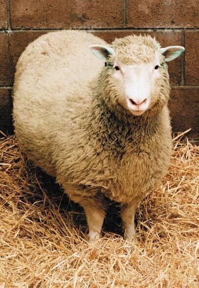 Cloning Fast Facts