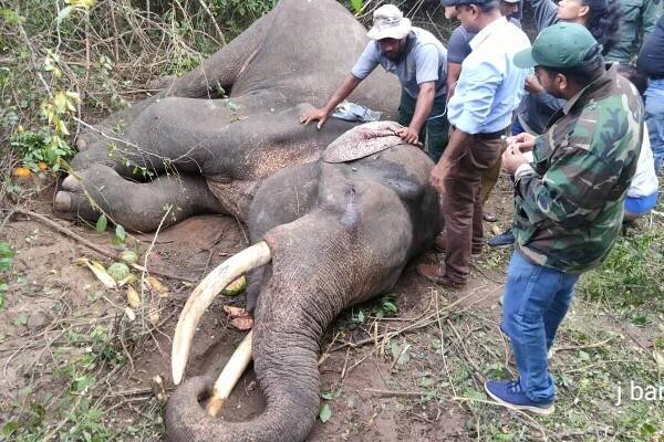 Sri Lanka tusker death sparks euthanasia debate & calls for conservation solutions