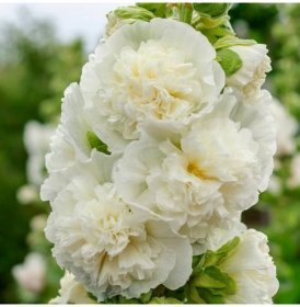 Topolovka plnokvětá bílá Chaters - Slézová růže - Alcea rosea - semena topolovky - 12 ks od 37 Kč - Heureka.cz
