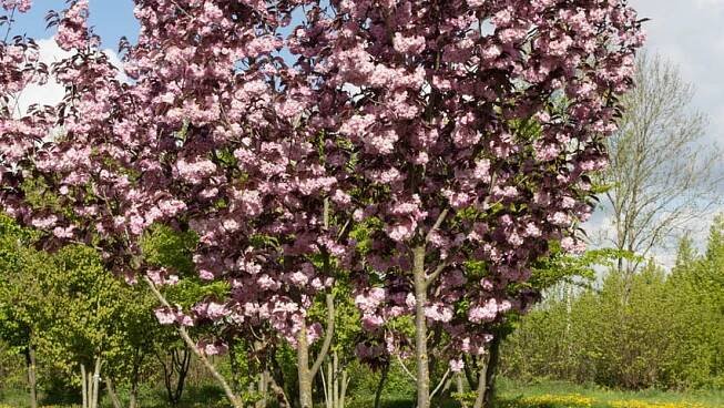 Sakura ozdobná ROYAL BURGUNDY 120cm