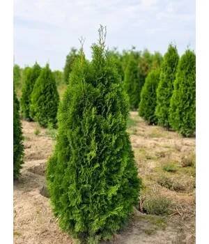 MULTIFLORA Thuje Smaragd Exclusive 120-140 cm