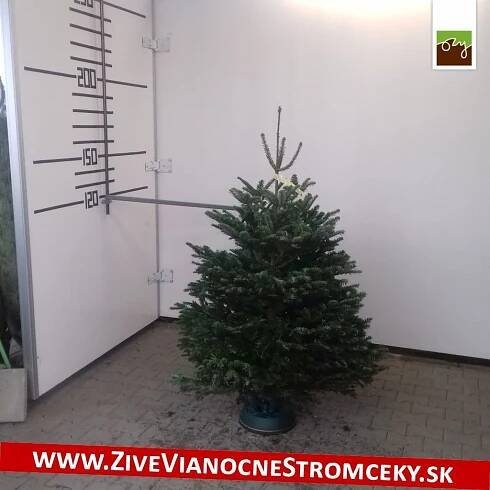 Živý vánoční stromek - Normandská Jedle B-Kategorie výška 150 - 175cm