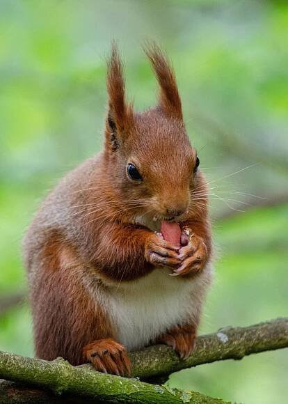 RYEDALE DISTRICT COUNCIL GRANTS PLANNING PERMISSION FOR AREA’S FIRST RED SQUIRREL ENCLOSURE AT THE YORKSHIRE ARBORETUM