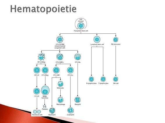 PPT - Biochemie krve PowerPoint Presentation, free download - ID:5061404