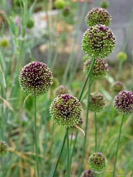 Česnek černofialový (Allium atroviolaceum)