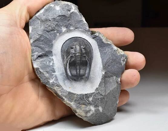 trilobit Scotoharpes perradiatus | minerals-fossils.cz