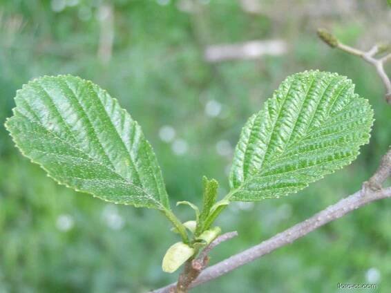 Olše lepkavá - Alnus glutinosa