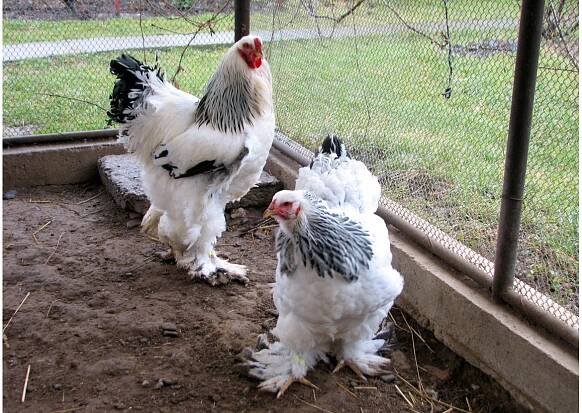 Nestville Farm | Hniezdne