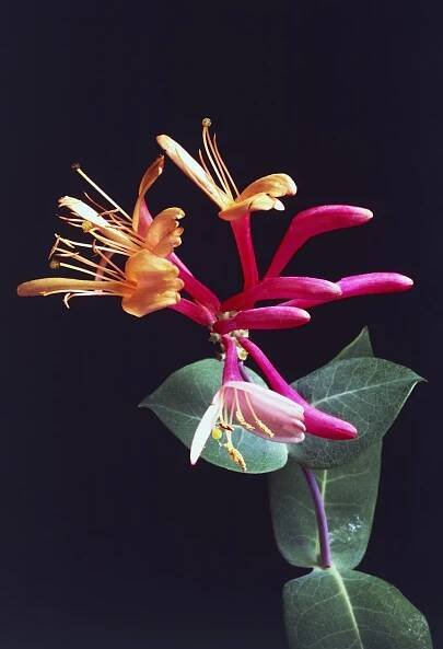 Honeysuckle: Lonicera and how to grow it | Gardens Illustrated