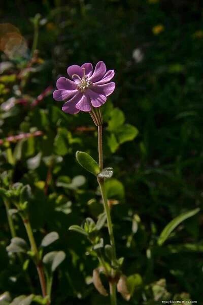 Silenka pobřežní - Silene littorea