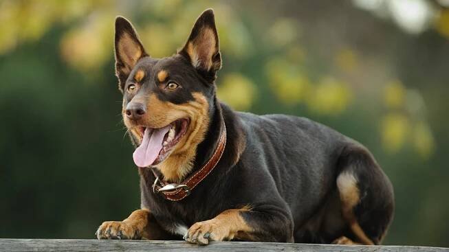 Australská kelpie vás překvapí chytrou hlavičkou i nadšením do každé akce