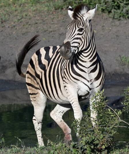 Wildlife | Jordan Basem Photography 