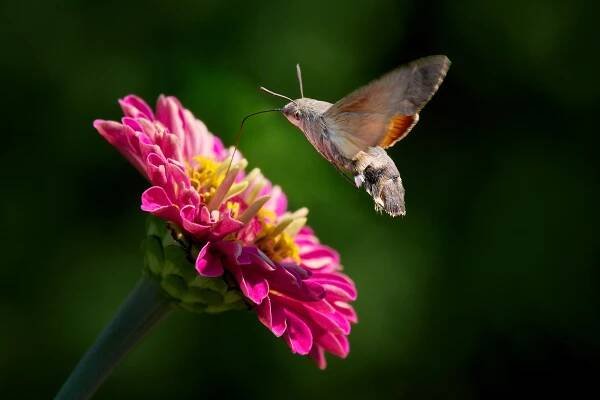 Dlouhozobka svízelová (Macroglossum stellatarum)