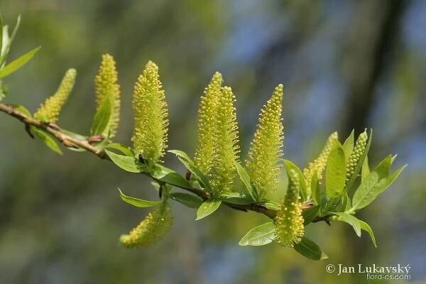 Vrba trojmužná (Salix triandra)
