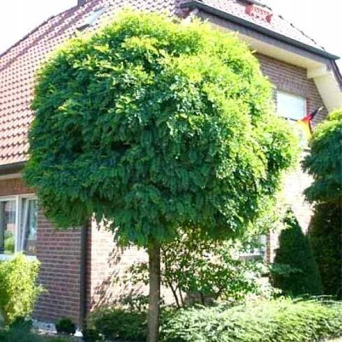 Akácie ROBINIA UMBRACULIFERA na kmeni KULOVÁ odolná odrůda