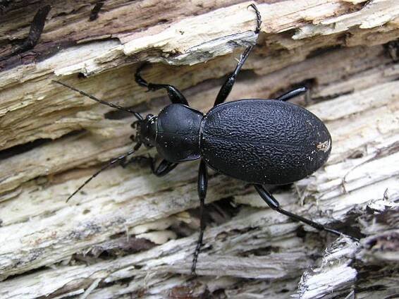 Carabus coriaceus coriaceus - střevlík kožitý