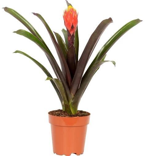 GROW by OBI Guzmánie průměr květináče cca 12 cm nakoupit u OBI