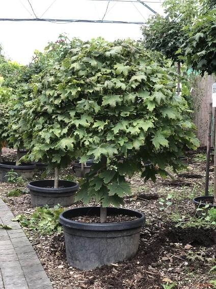 Norway maple "Globosum" | Vrtni center MOGA