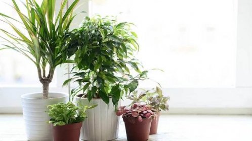 Pokojové rostliny - Jak vybrat ty nejvhodnější - Fajnová domácnost