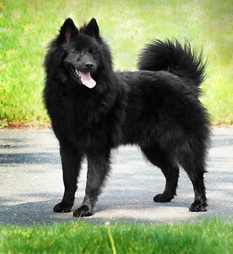 .: Eurasier czech klub :.