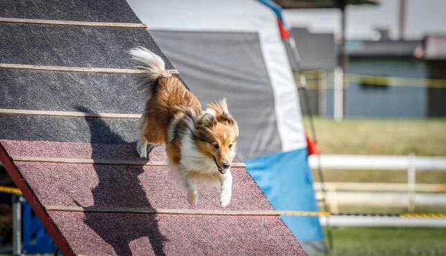 Agility-Galerie-Bára - Štěstí ze severu