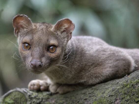 Fossa (Cryptoprocta ferox) im Zoo Duisburg © Zoo Duisburg (Pressebild)