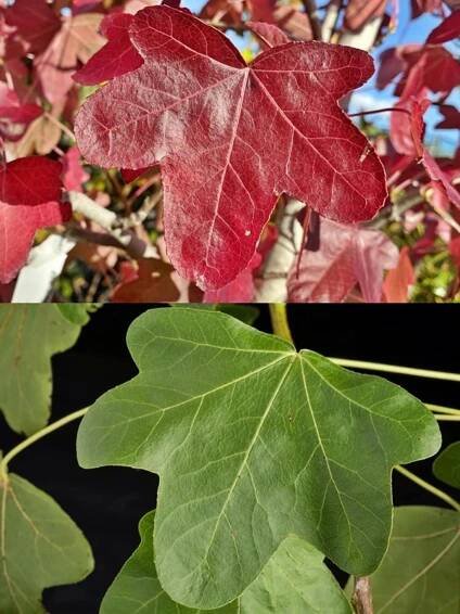 Liquidambar styraciflua 'Rotundiloba' | kontejnerované - Kontejnerované | Starkl - zahradní­k spol. s r.o. STROMY