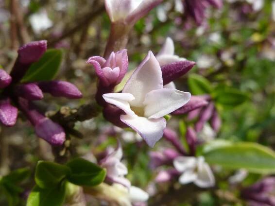 Daphne tangutica
