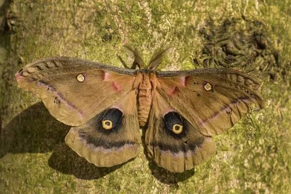 Polyphemus můra-Antheraea polyfonemus, housenka krásného velkého amerického Mouta. — Stock obrázek