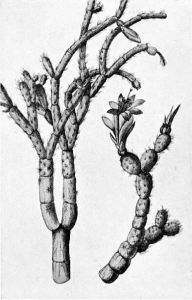 Schlumbergera - Wikimedia Commons