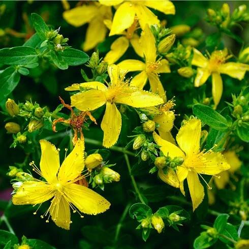 Třezalka tečkovaná - Hypericum perforatum - osivo třezalky -300 ks