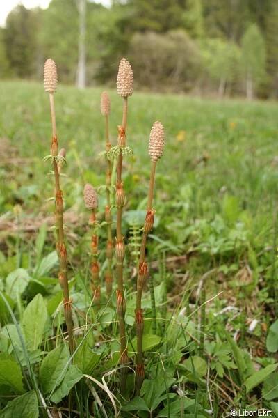 Equisetum sylvaticum | Květena Šumavy