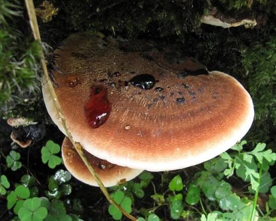 ISCHNODERMA RESINOSUM (Schrad.) P. Karst. – smolokorka buková / smolokôrovka buková