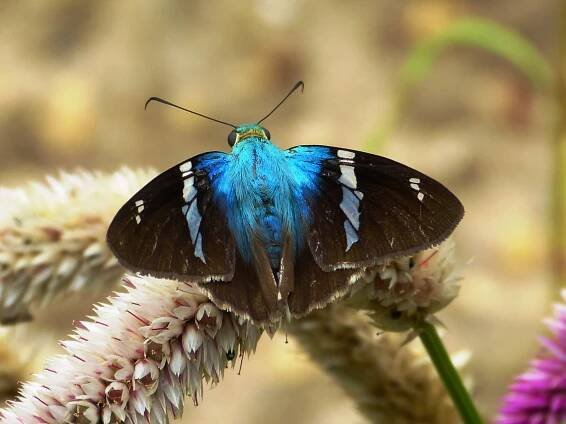 Butterflies and Moths of Panama | Butterflies and Moths of North America