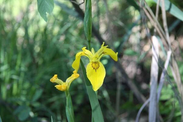 Soubor:Iris pseudacorus in natural monument Hlinir (3).JPG – Wikipedie