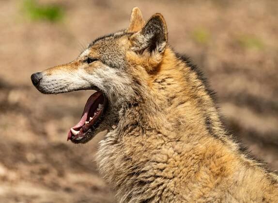 bezplatná Základová fotografie zdarma na téma biologie vlka, canis lupus, chování vlčí smečky Základová fotografie