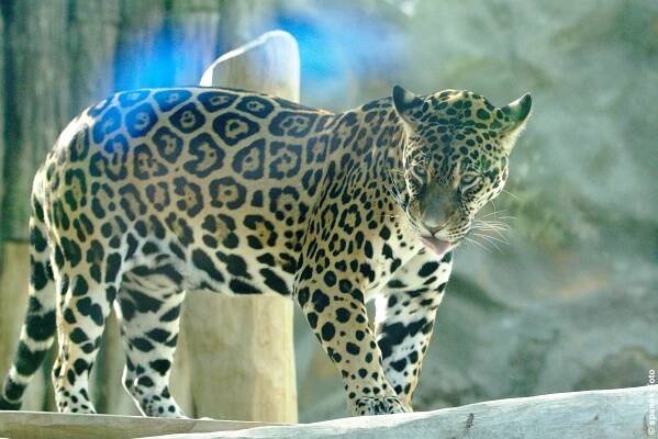 špaček Foto - ZOO Olomouc