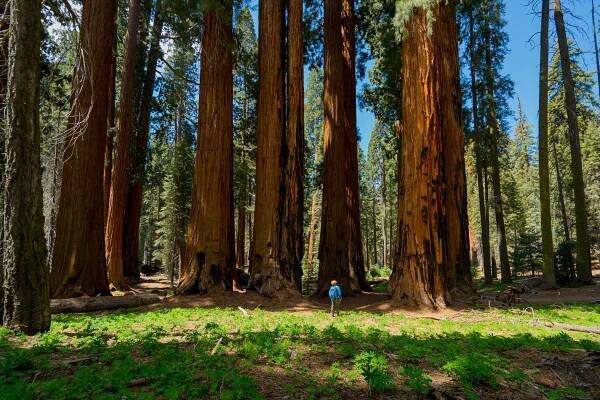 Most Beautiful Day Hikes in Sequoia National Park — Explore More Nature