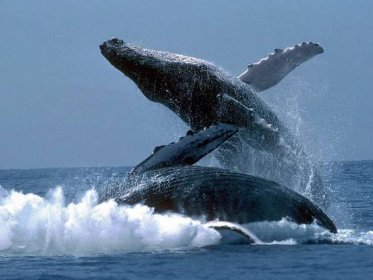 Velryby na lovu online