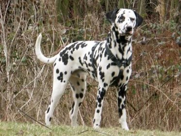 Dalmatian (dog) - Wikipedia