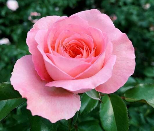 The Symbolism of Rose Colors Explained – My WordPress