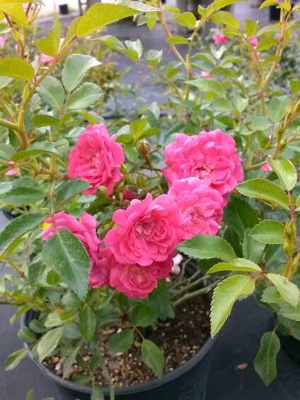 Dericks rose blooms up close 