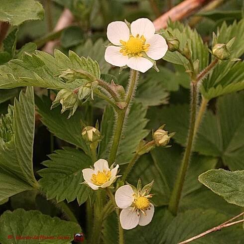 Bosaardbei - fragaria vesca